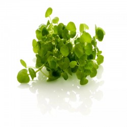 Watercress wild - weighted...