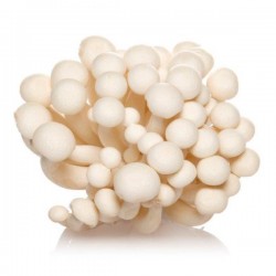 Hon-Shimeji White Beech...