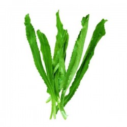 Ngo Gai Hot Cilantro 80g