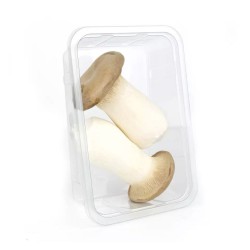 King Oyster Mushroom...